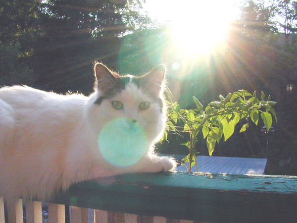 Sunny Times
