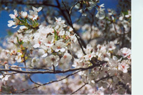 white cherry
