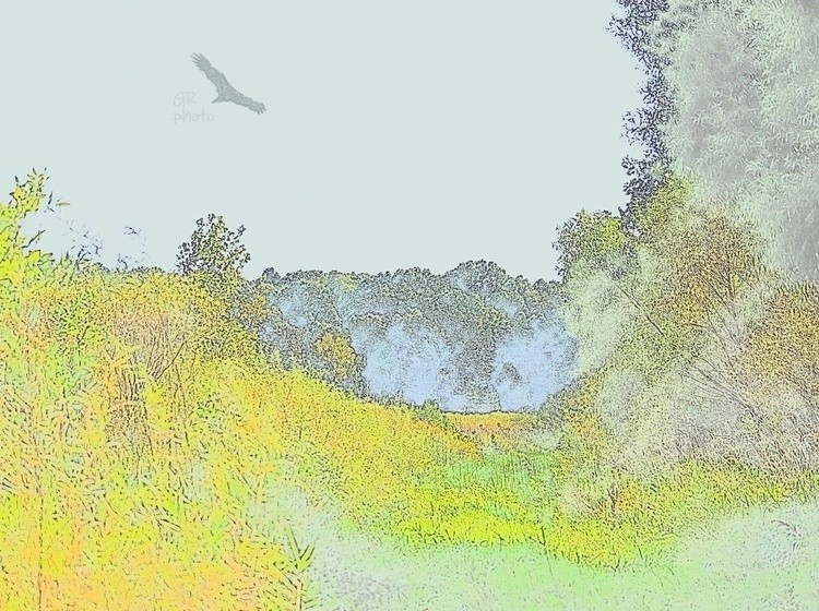 water color bird