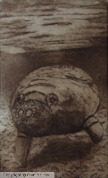 etching of manatee
