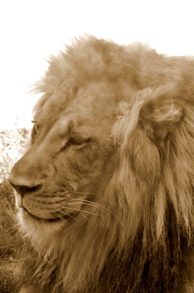 King of the Jungle 2