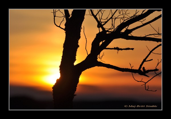 Branches