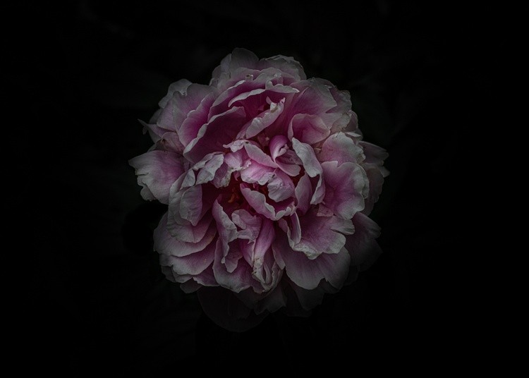 Backyard Flowers No 115 Color Version