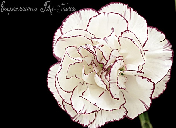Carnation