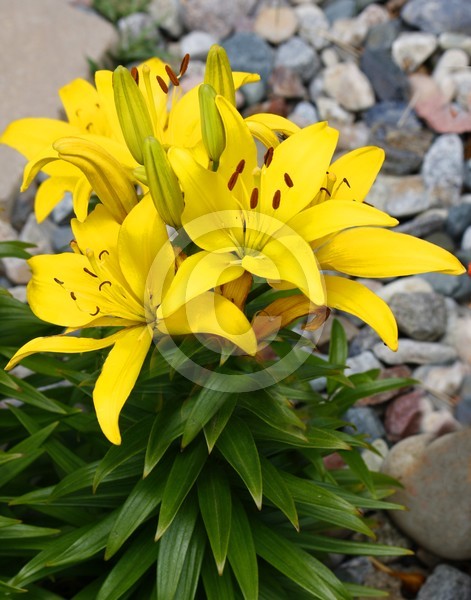 Yellow Lily, ne1145