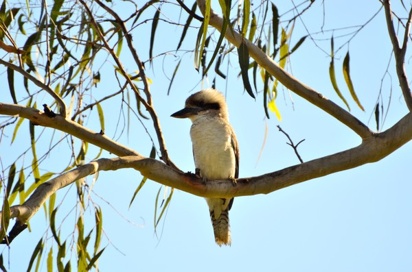 Kookaburra sitting in a gum tree
