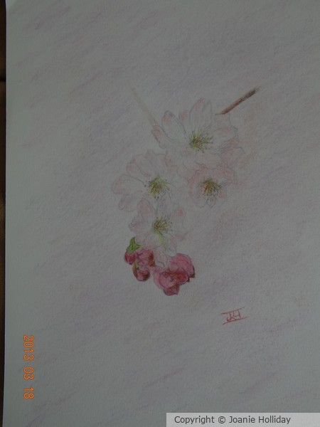 PINK BLOSSOMS-COLORED PENCIL