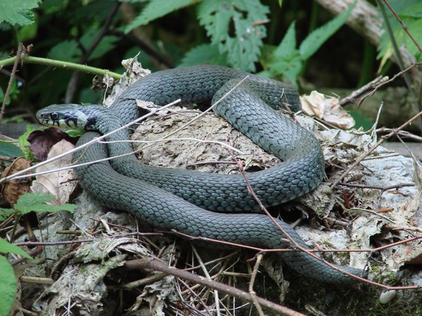 The serpent