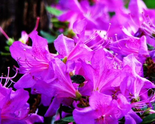 Azalea 1889  8