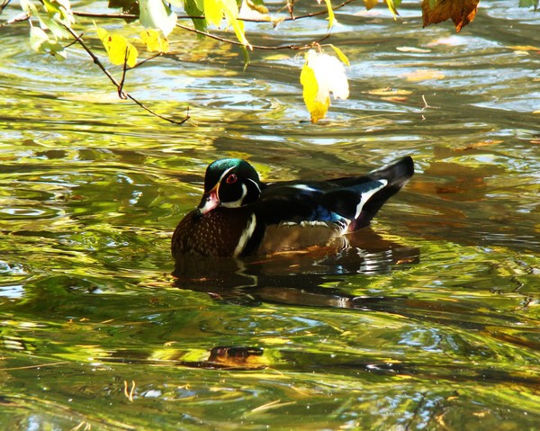 Wood Duck 1880 8x10