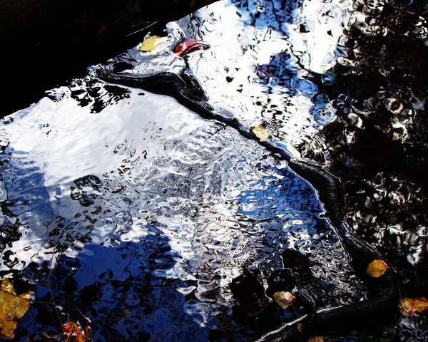Natural Reflections  459 11x14 Print