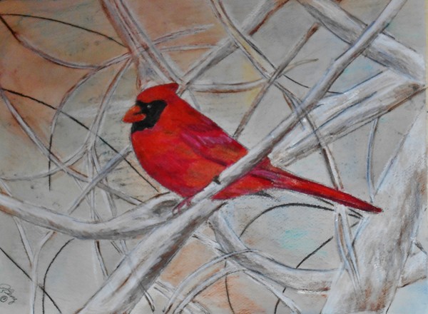 Bird - Cardinal