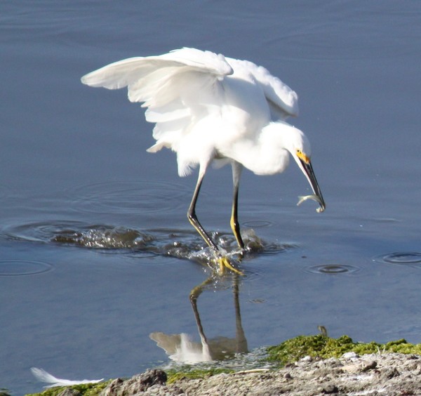 Snowy Egret