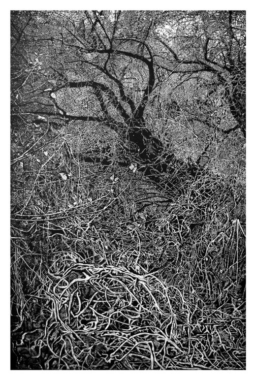 Thicket