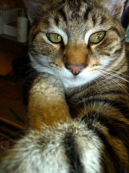 Hair Salon Kitty 4