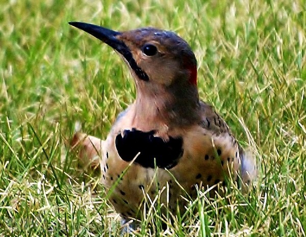 NORTHERN YELLOW SHAFTED FLICKER