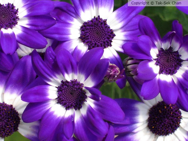 Pericallis hybrida, 03-12-2006