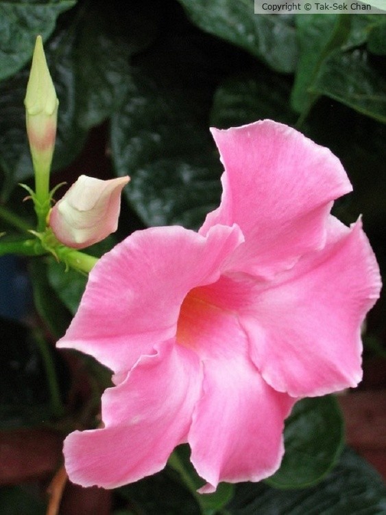 Mandevilla Vine (Mandevilla amabilis Pink Velvet) 07-05 2007