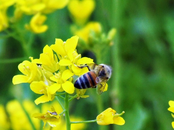 bee