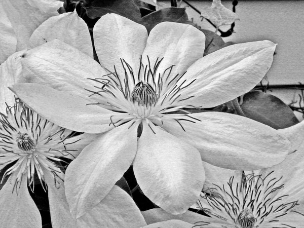CLEMATIS