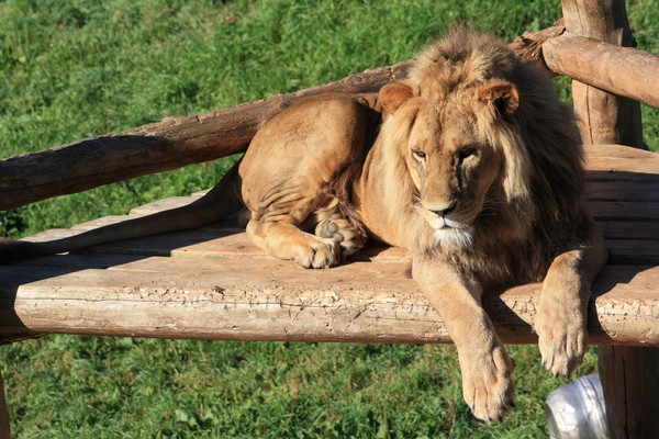Lion
