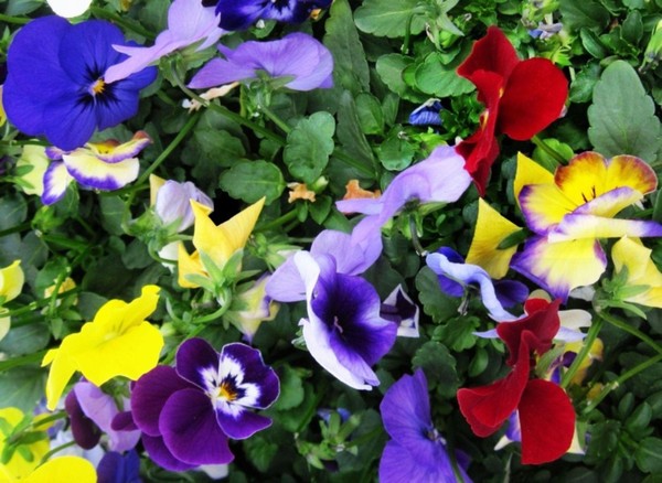 Pansy Party