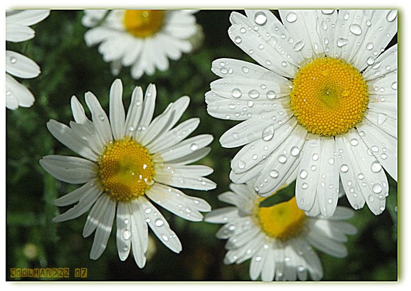 Daisies