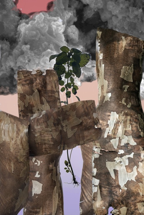 Amalgamated Fragmentation / Plastisphere-Plant 2
