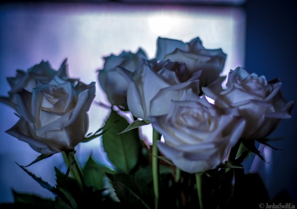 White Roses