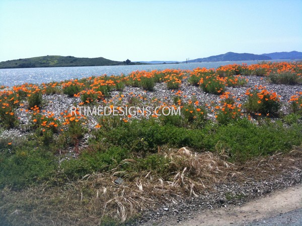 california poppies