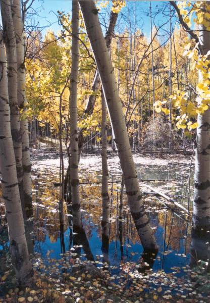 Beaver Pond
