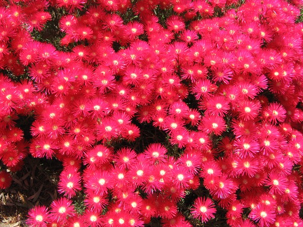 Pink cacti flowers