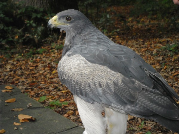 Owls and birds of prey 13