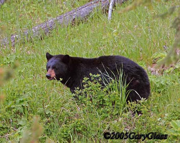 Black Bear Eating Grass