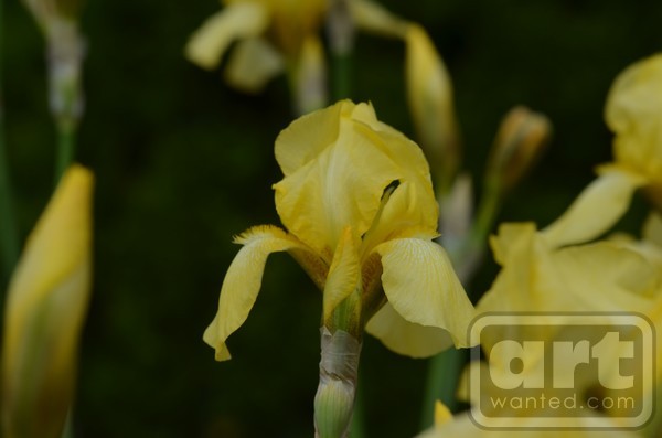 Yellow Bearded Iris