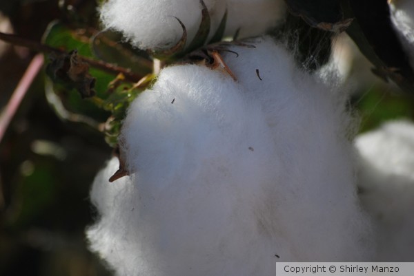 Cotton Ball