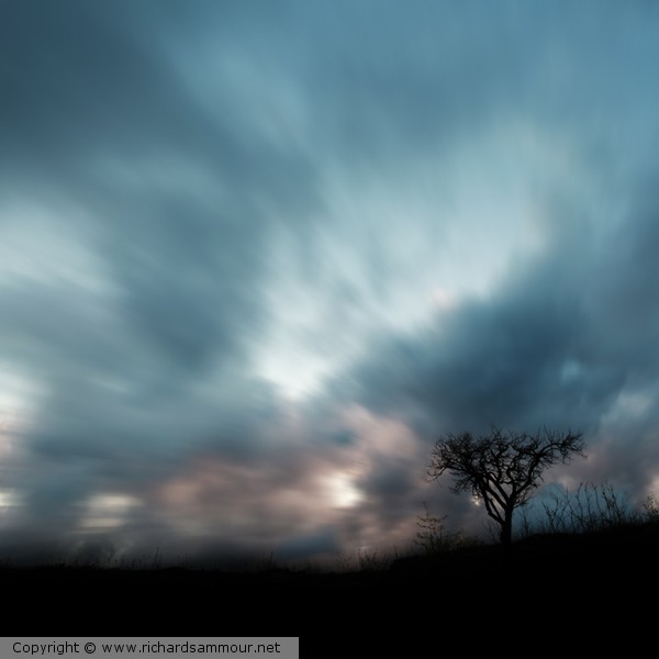 The dream tree