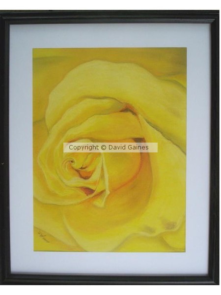 yellow rose