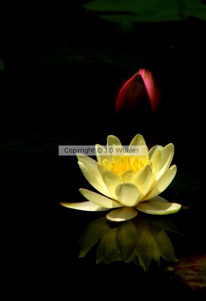 Waterlillies