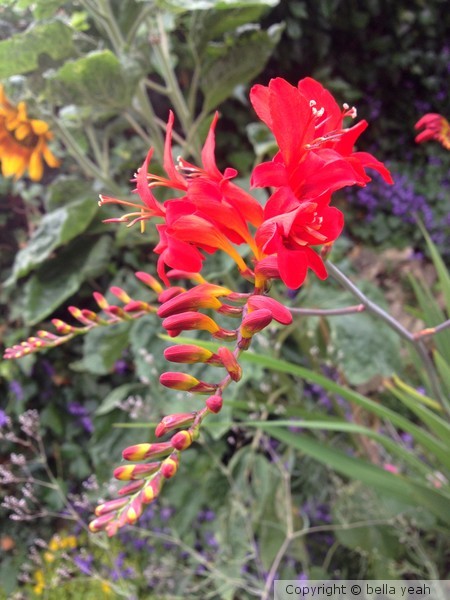 crocosmia opening