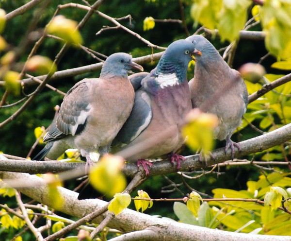 wood pigeon n babies 3