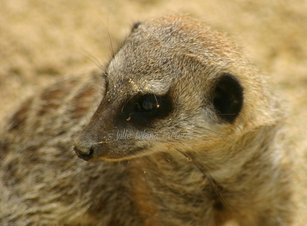 Meerkat