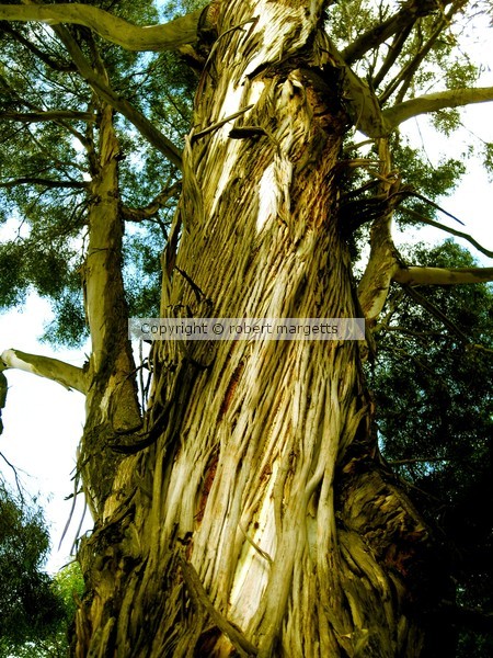 1 WILD TREE BARK