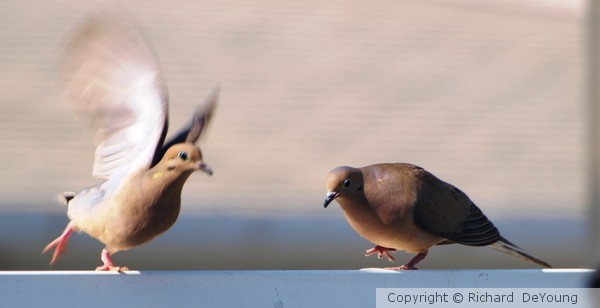 DOING THE HOKEY POKEY