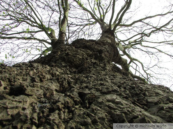 Climbing.out.the.mud