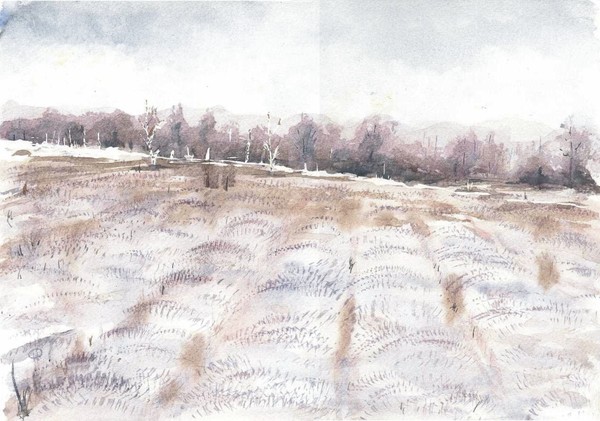 Lavender