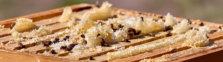 Honey