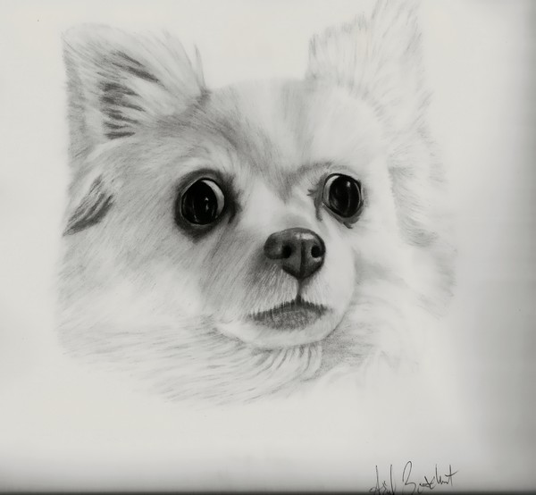 Chihuahua commission 