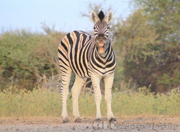 Zebra Laugh - African Wildlife - Funny Nature