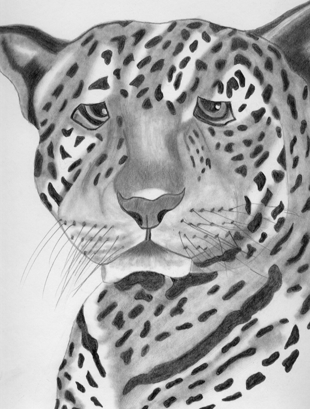 Lepard
